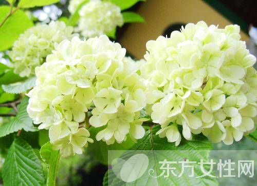 繡球花花語是什么 繡球花的養(yǎng)殖方法和注意事項