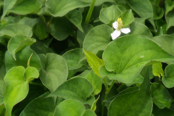 魚腥草怎樣吃 魚腥草具有哪些功效與作用