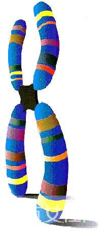 什么是染色體檢查 如何降低染色體異常幾率