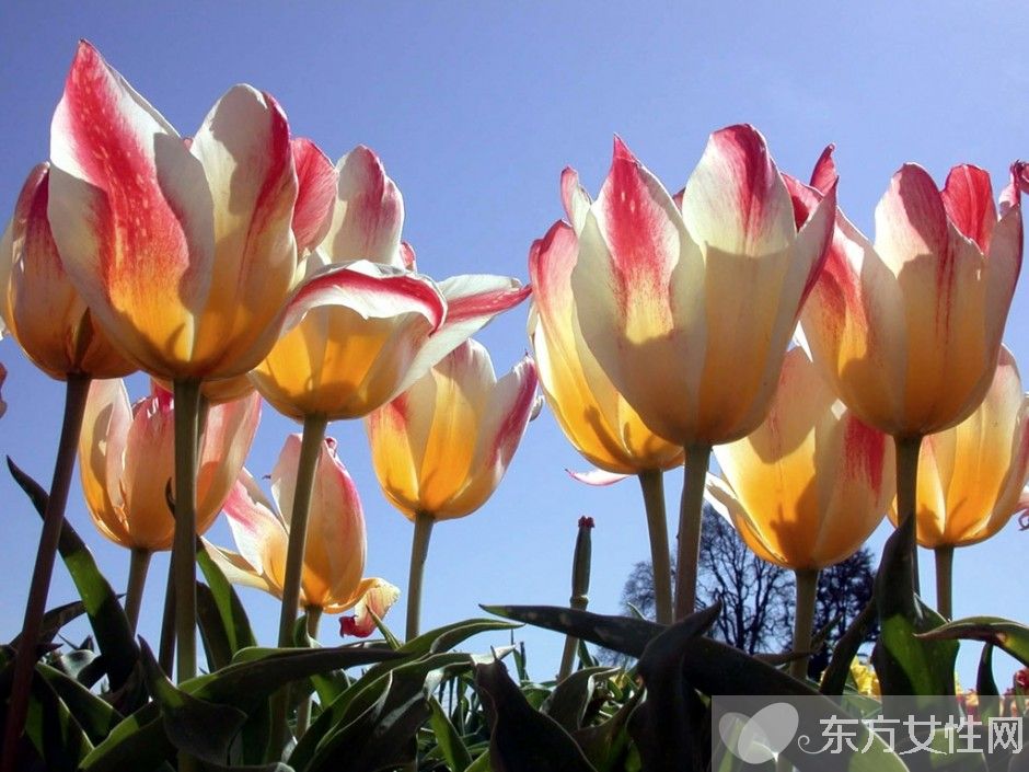 郁金香的花語(yǔ)是什么 郁金香原來(lái)是這么來(lái)的