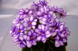 紫羅蘭花語是什么 為什么說紫羅蘭是最神秘的花