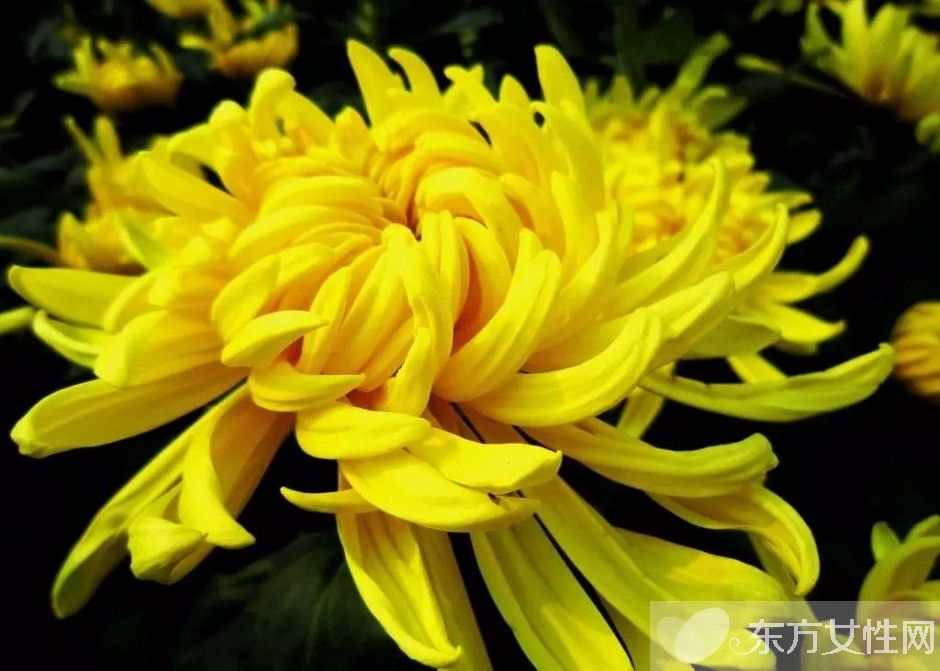 世界各國的國花是什么 十國的國花代表