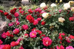 月季的花語是什么 月季花的唯美故事你一定要看