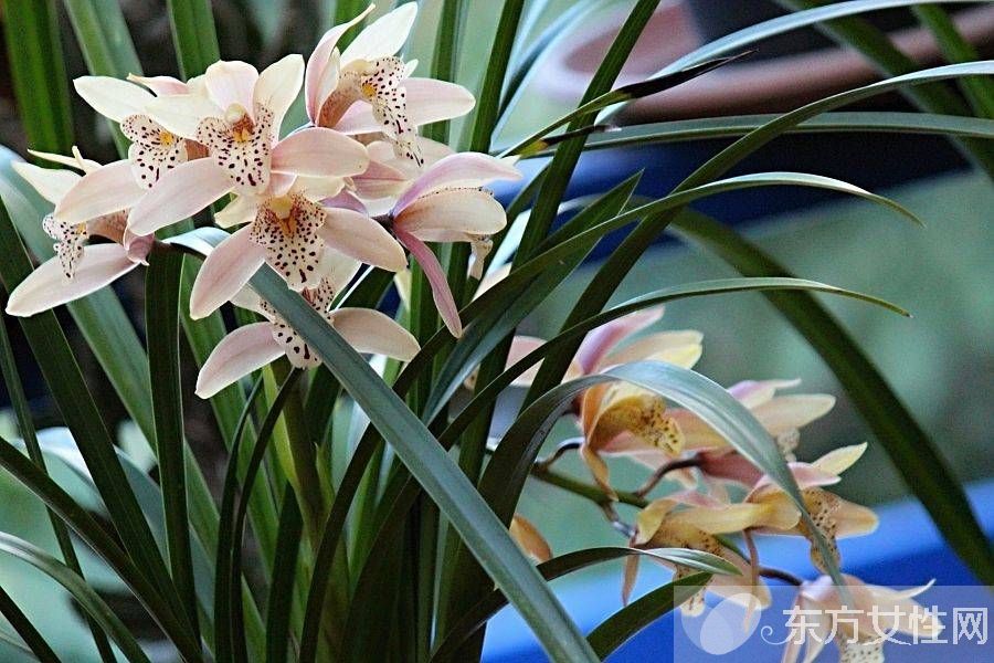 一年四季都盛開的花是什么花 它們的話語是什么