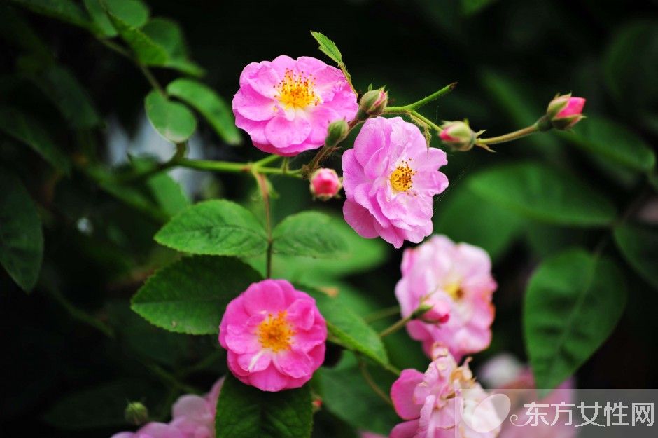 野薔薇花語(yǔ)是什么  野薔薇栽培種植技巧揭秘