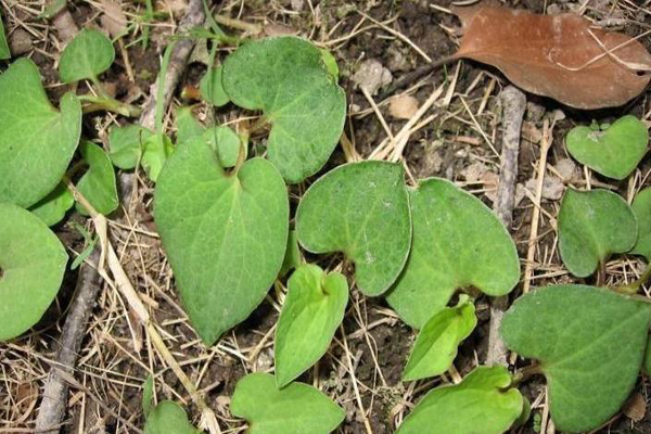 魚腥草怎樣吃 魚腥草具有哪些功效與作用