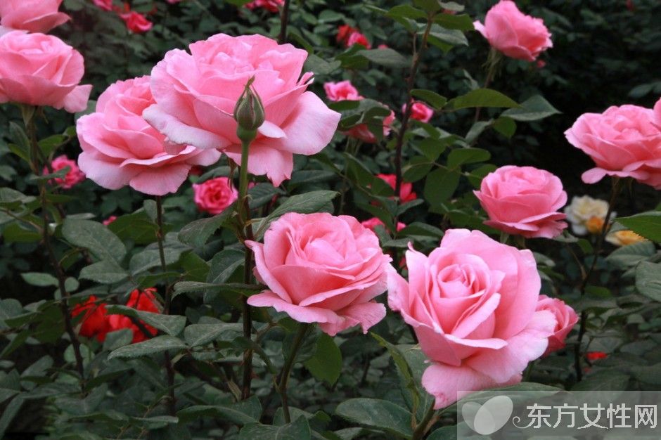 月季的花語是什么 月季花的唯美故事你一定要看