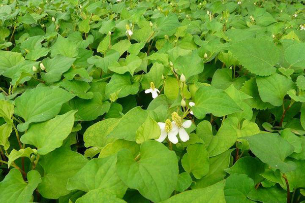 魚腥草怎樣吃 魚腥草具有哪些功效與作用