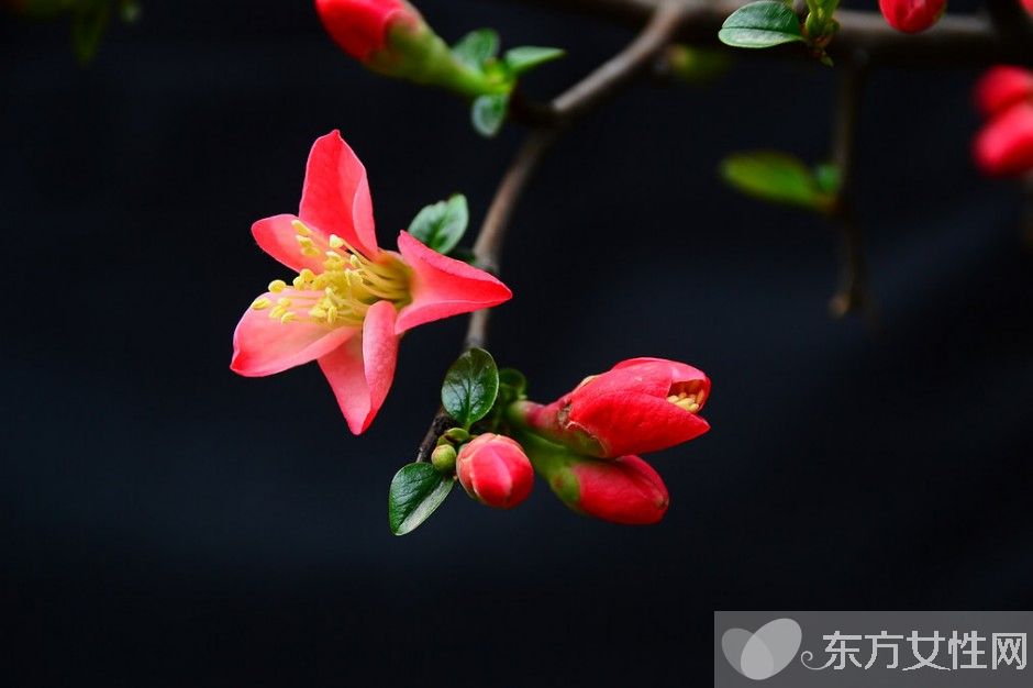海棠花花語(yǔ)是什么 為什么海棠花沒(méi)有香味呢