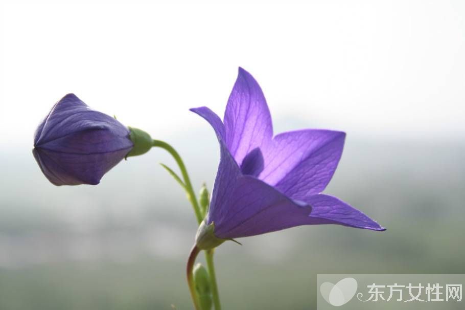 洋桔梗和桔梗的區(qū)別 它們的花語有什么不同呢