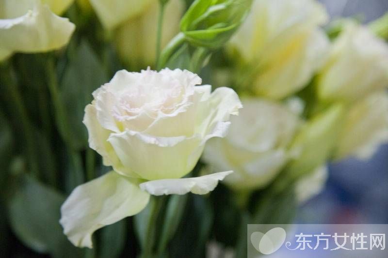 洋桔梗和桔梗的區(qū)別 它們的花語有什么不同呢