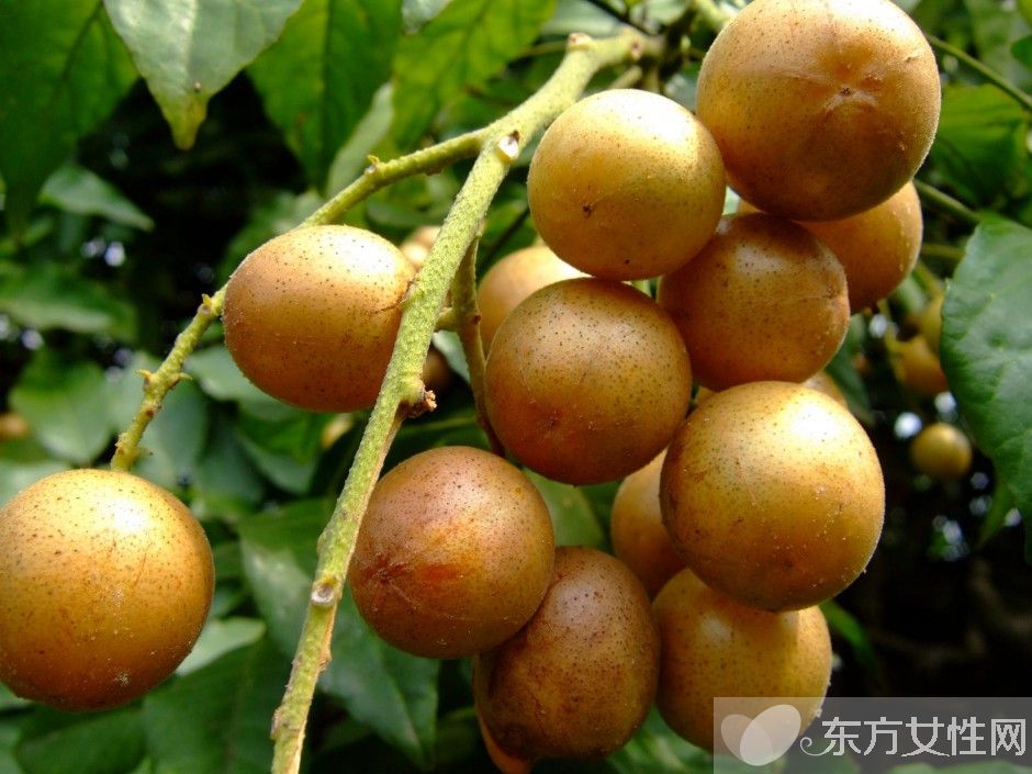 黃皮的功效與作用有哪些 教你如何挑選黃皮果