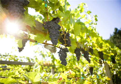 提子的營養(yǎng)價值有哪些 多吃提子有什么好處