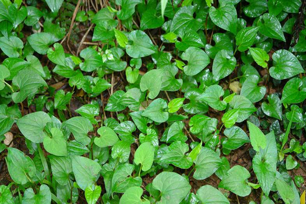 魚腥草怎樣吃 魚腥草具有哪些功效與作用