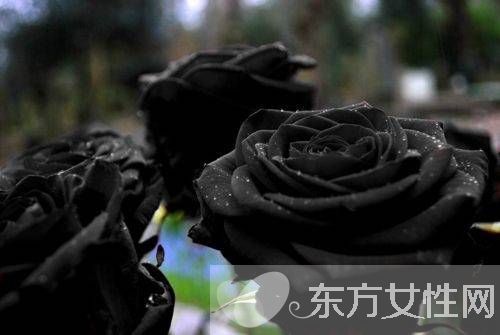 黑玫瑰的花語和傳說 黑玫瑰的養(yǎng)殖方法介紹