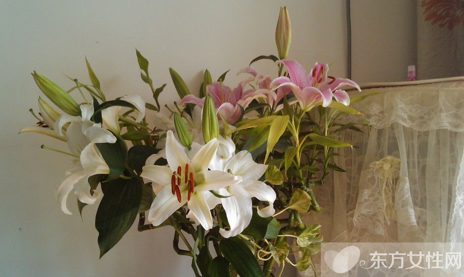 香水百合花語及傳說大全  香水百合應該怎么養(yǎng)