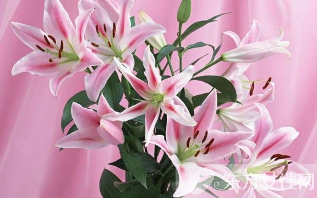 百合的花語和傳說是什么 盤點所有百合的寓意