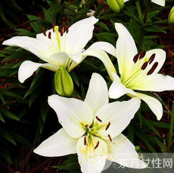 百合的花語和傳說是什么 盤點所有百合的寓意