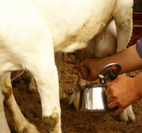 羊奶好還是牛奶好 兩種奶三個特點分析