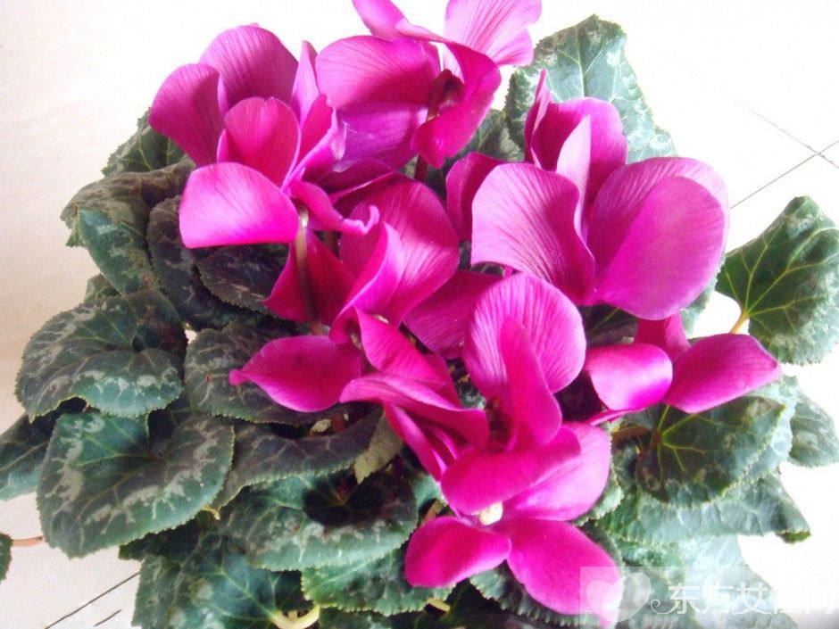 仙客來花語是什么 仙客來的養(yǎng)殖方法以及注意事項