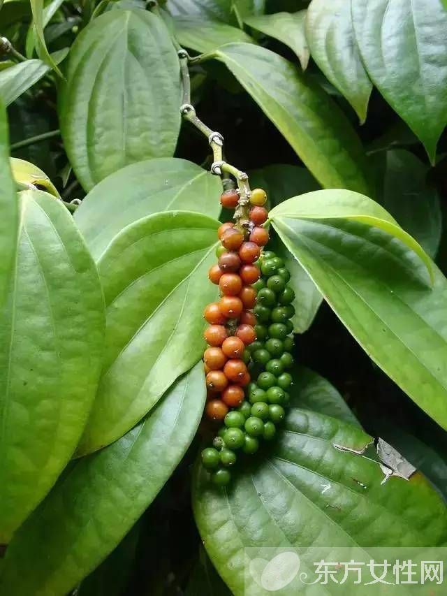 夏天野外室內(nèi)驅(qū)蚊方法 幾個妙招令蚊子消失的無影蹤