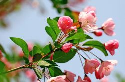 海棠花花語是什么 為什么海棠花沒有香味呢