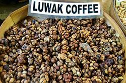 貓屎咖啡的由來 貓屎咖啡怎么泡