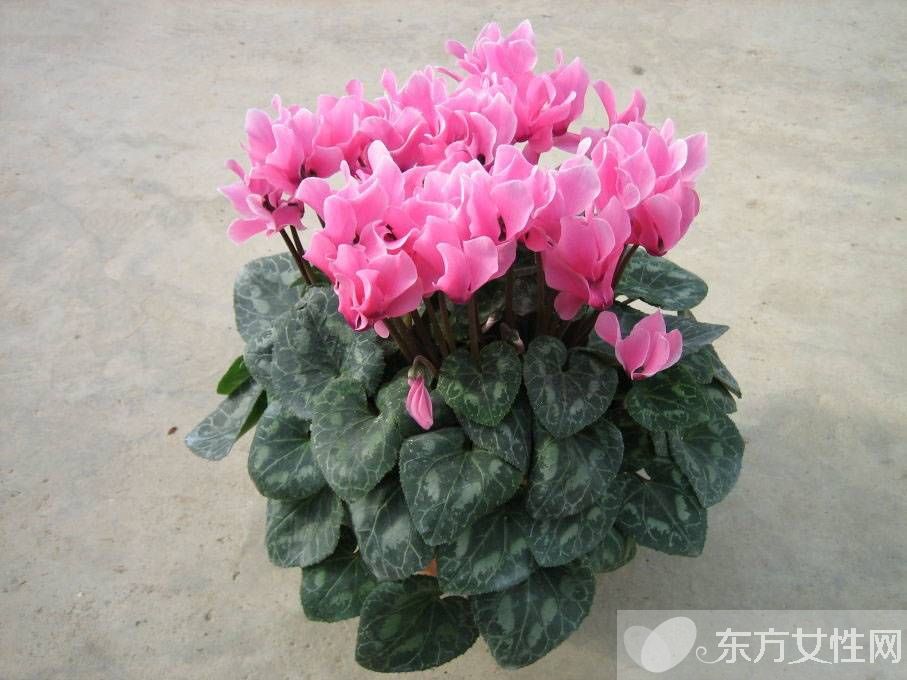 仙客來花語是什么 仙客來的養(yǎng)殖方法以及注意事項