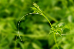 絞股藍(lán)的副作用 絞股藍(lán)泡水喝的禁忌