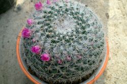 仙人球的花語是什么 養(yǎng)仙人球的風(fēng)水要求你了解嗎