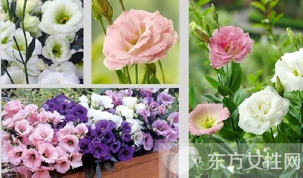 洋桔梗和桔梗的區(qū)別 它們的花語有什么不同呢