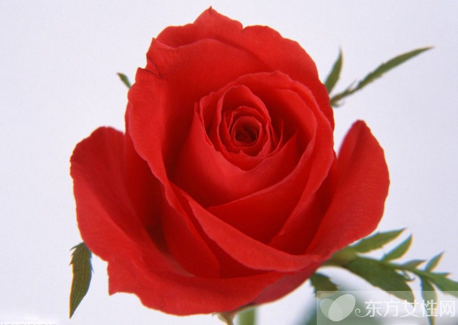 33朵玫瑰代表什么 玫瑰花的花語是什么