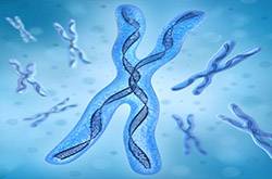 什么是染色體核型分析 染色體核型分析報(bào)告怎么看