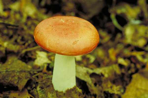 揭蘑菇的功效與作用 吃蘑菇有哪些好處