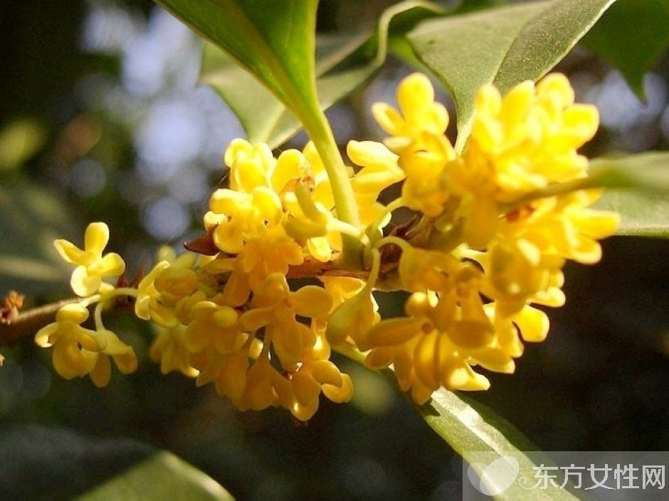 中國十大名花分別是什么 分別代表著什么象征