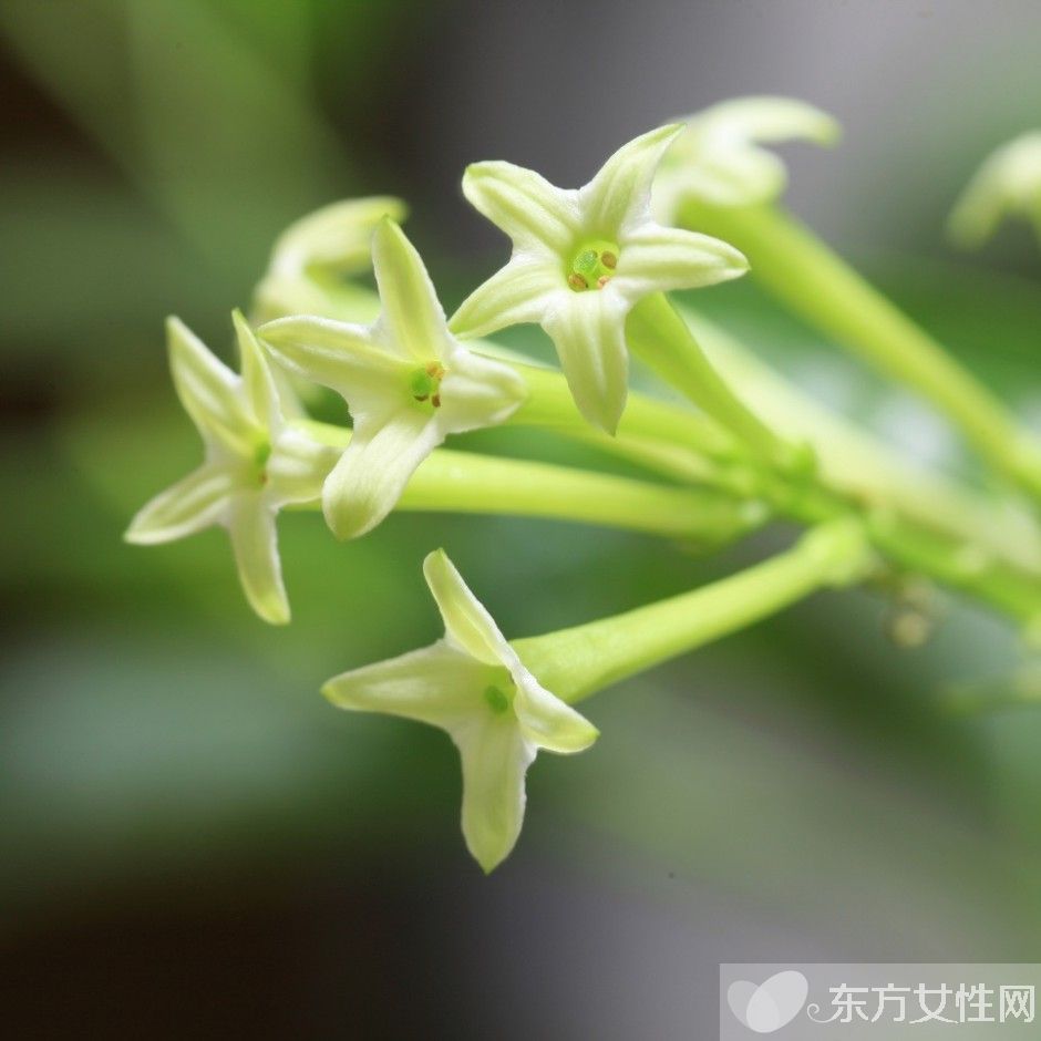 驅(qū)蚊的植物有哪些 9大夏季驅(qū)蚊謠言你知多少