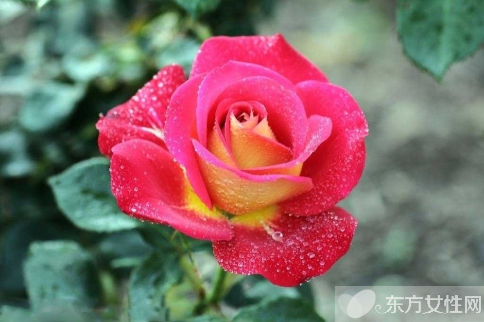 一年四季都盛開的花是什么花 它們的話語是什么