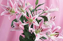 百合的花語和傳說是什么 盤點(diǎn)所有百合的寓意