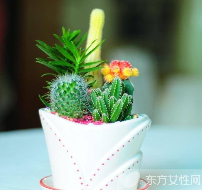 冬天室內(nèi)適合養(yǎng)什么花