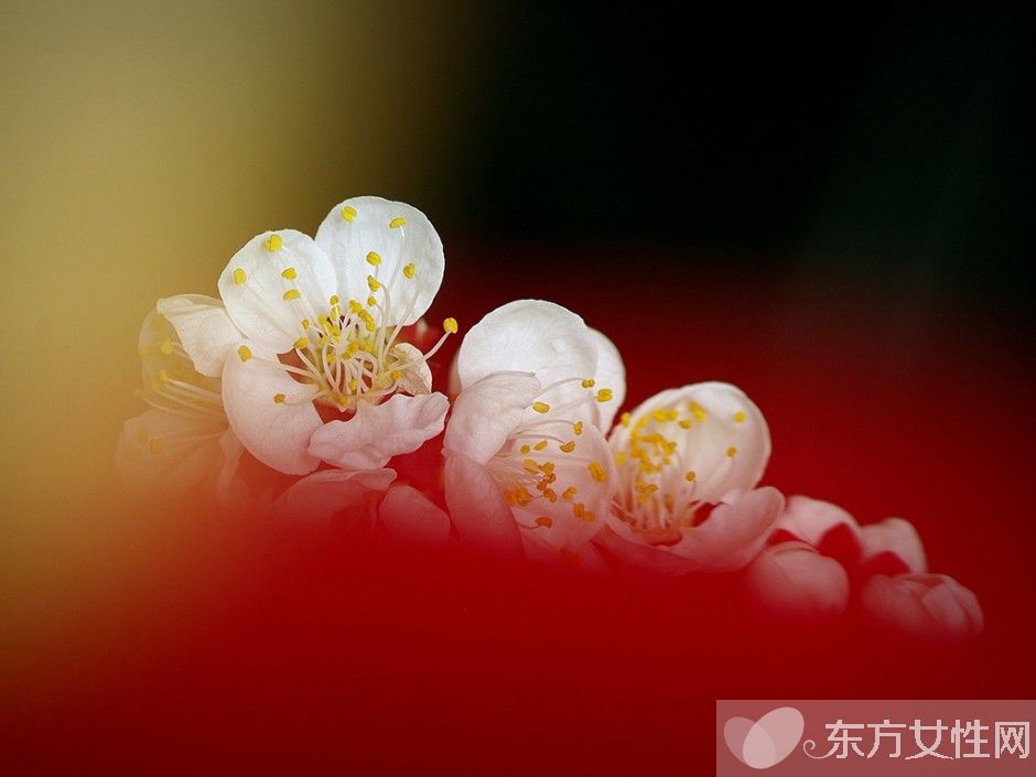 世界各國的國花是什么 十國的國花代表