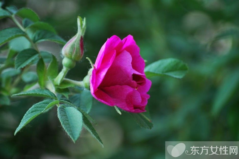 野薔薇花語以及背后的故事 野薔薇的品種介紹