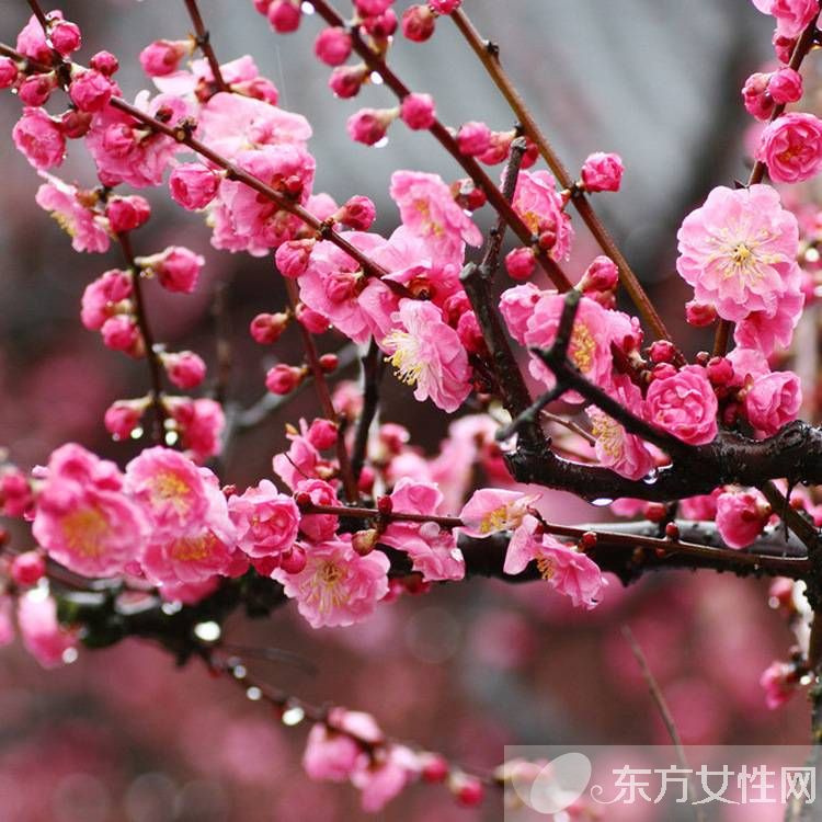 世界各國的國花是什么 十國的國花代表