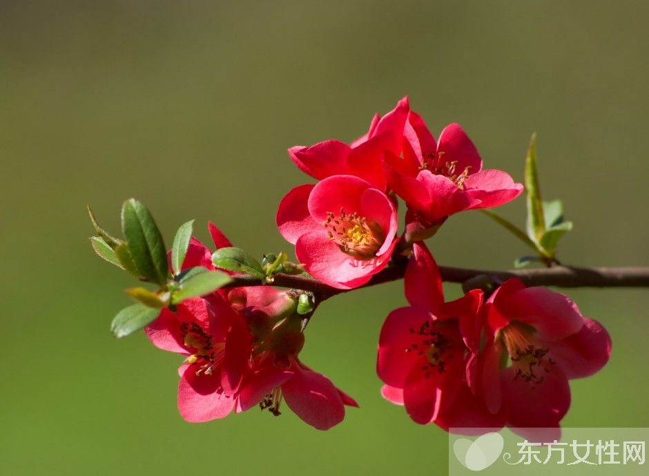 海棠花花語(yǔ)是什么 為什么海棠花沒(méi)有香味呢