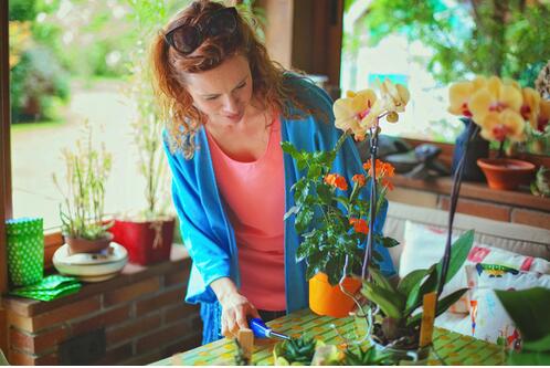 家中養(yǎng)什么花好 這些花即美觀又舒心養(yǎng)生