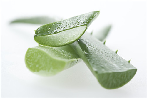 蘆薈怎么美容 調(diào)節(jié)皮膚水油平衡就靠它