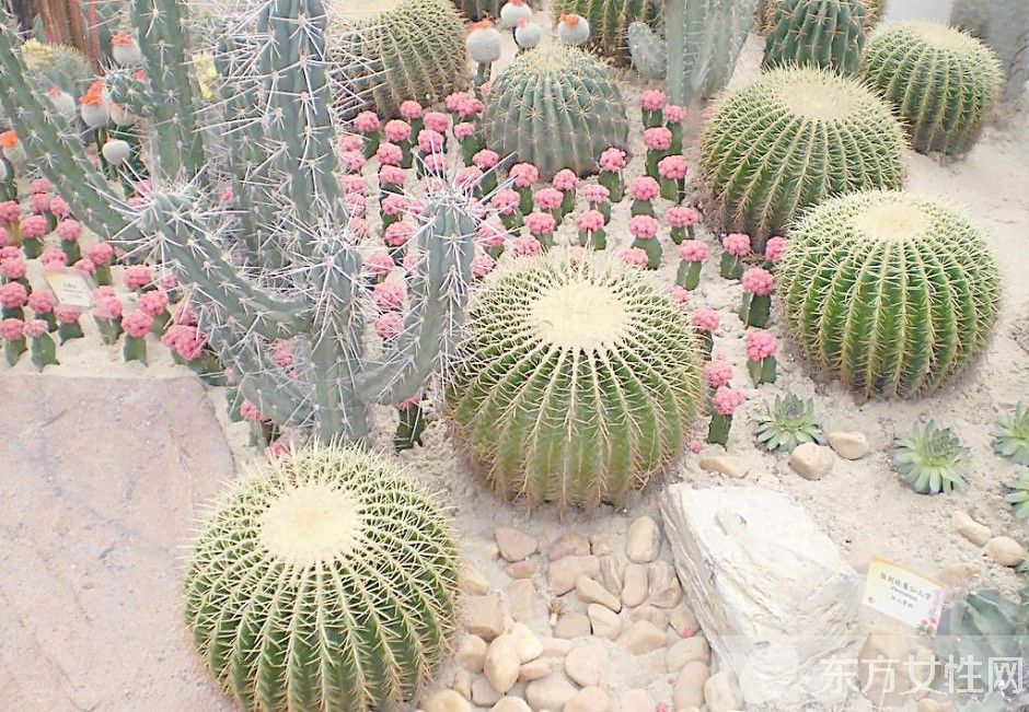 冬天室內(nèi)適合養(yǎng)什么花