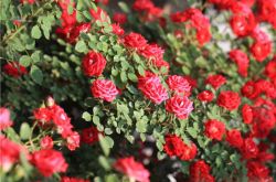 野薔薇花語(yǔ)以及背后的故事 野薔薇的品種介紹