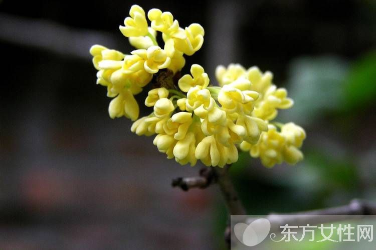 中國十大名花分別是什么 分別代表著什么象征