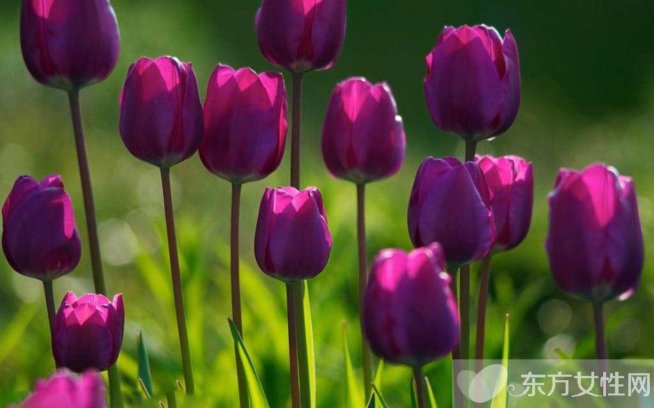 郁金香的花語(yǔ)是什么 郁金香原來(lái)是這么來(lái)的