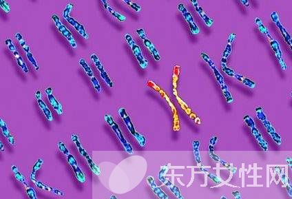 什么是染色體核型分析 染色體核型分析報(bào)告怎么看